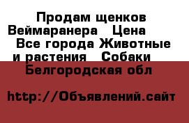 Продам щенков Веймаранера › Цена ­ 30 - Все города Животные и растения » Собаки   . Белгородская обл.